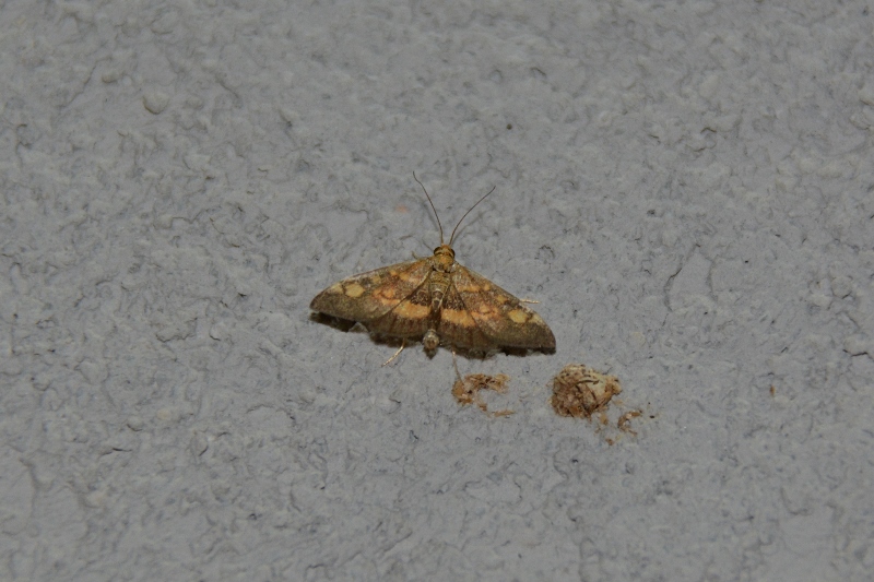 Pyrausta aurata - Crambidae? S